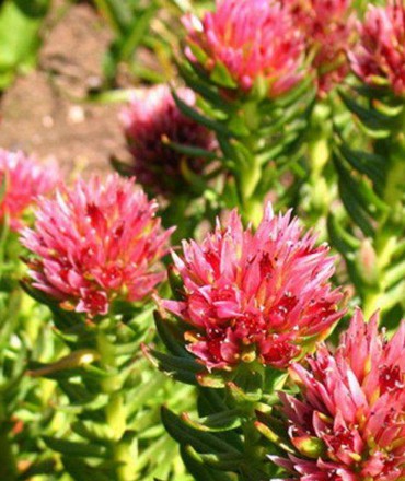 宿根花卉小知識有哪些呢？