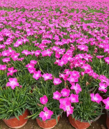 歐石竹扦插繁殖的方法是什么？